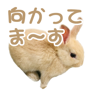 うさぎのlineスタンプをお探しなら きなたん スタンプがおすすめ うさ日記