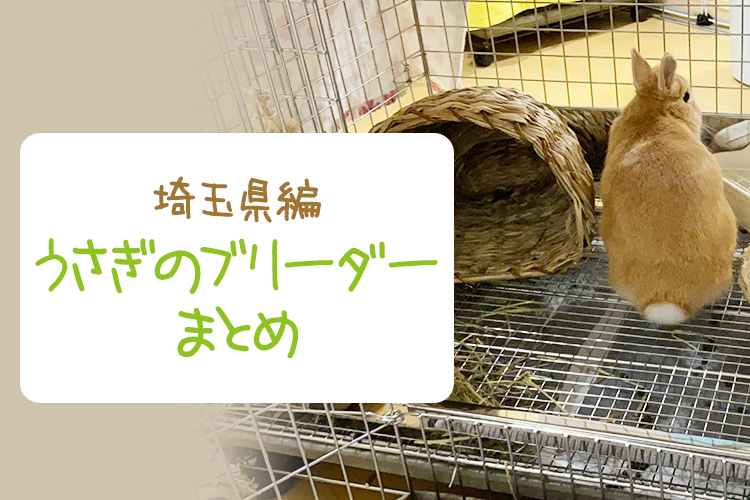 【埼玉県】うさぎのブリーダーまとめ！ウサギを飼うならここがおすすめ