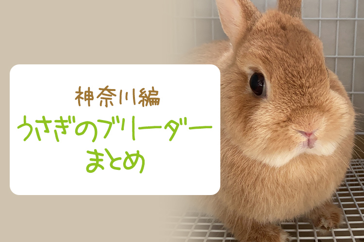 【神奈川】うさぎのブリーダーまとめ！ウサギを飼うならここがおすすめ