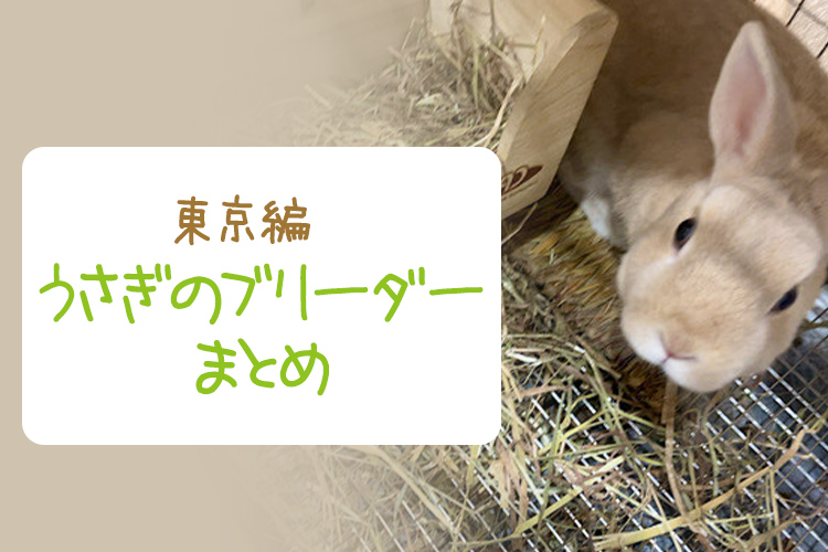 【東京】うさぎのブリーダーまとめ！ウサギを飼うならここがおすすめ
